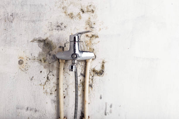 Best Commercial Mold Removal  in Eudora, AR