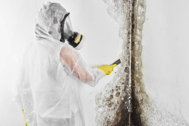Best Crawl Space Mold Removal  in Eudora, AR
