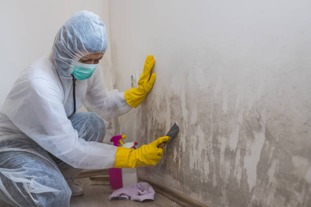 Best Professional Mold Removal  in Eudora, AR