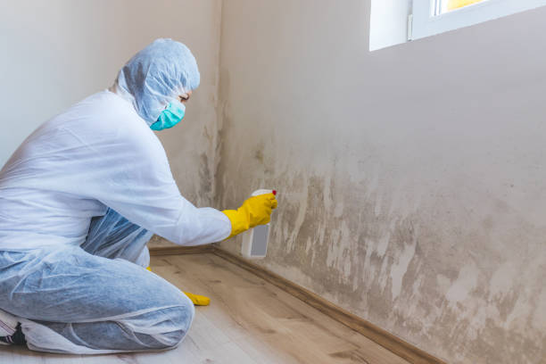 Mold Testing and Removal in Eudora, AR