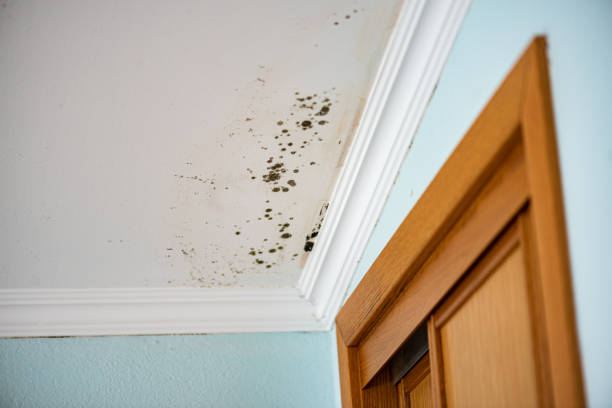 Best Attic Mold Removal  in Eudora, AR