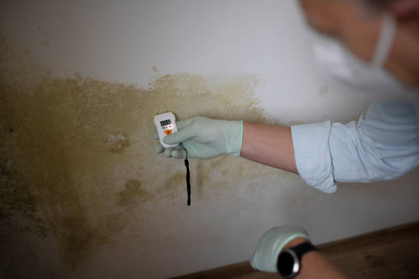 Best Professional Mold Removal  in Eudora, AR