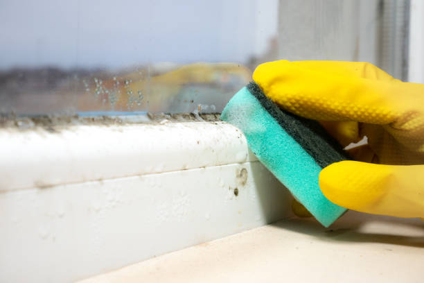 Best Emergency Mold Removal  in Eudora, AR
