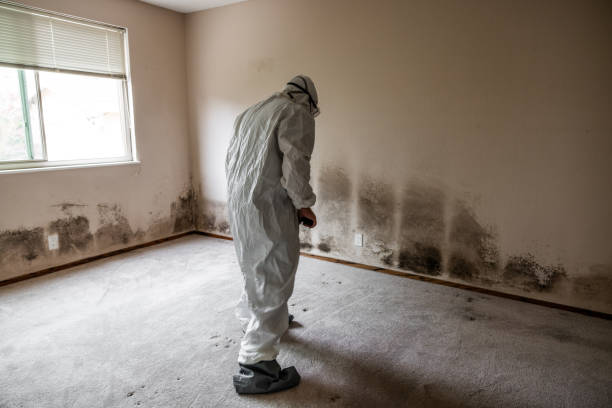 Best Mold Remediation  in Eudora, AR