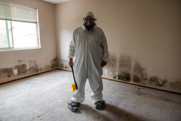 Best Same-Day Mold Removal  in Eudora, AR