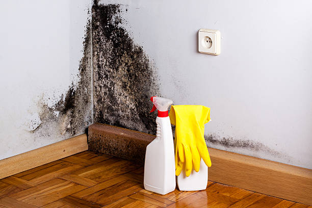 Best Fast Mold Removal  in Eudora, AR